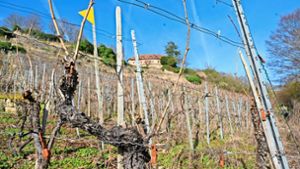 Weinbau-Projekt in Ingersheim: Gesucht: Wengerter auf Probe