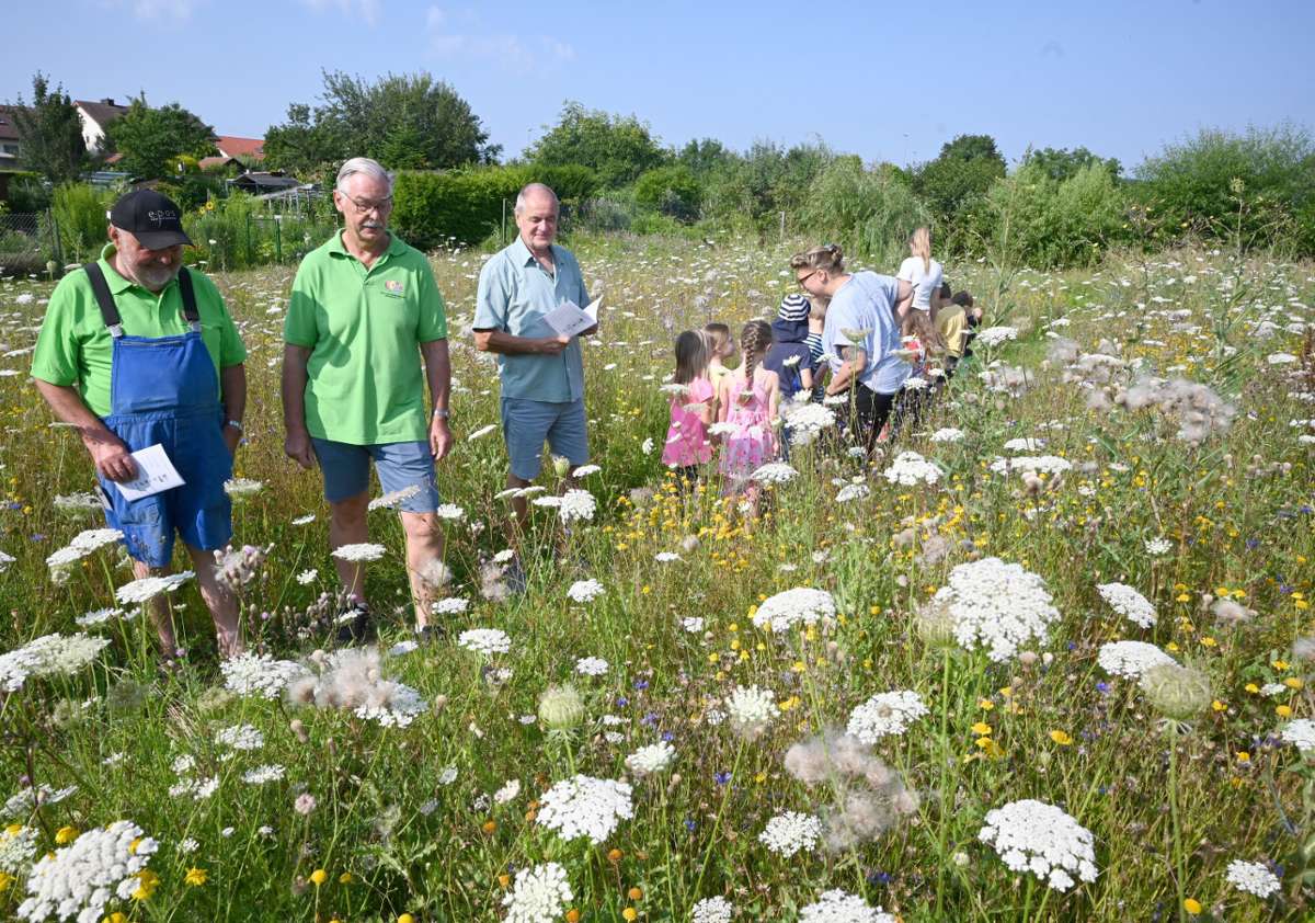 Die Stadt Bönnigheim und das Landesprojekt „Blühender Naturpark“: Die eigene Blumenwiese erleben