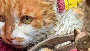 Tamm: Katze in Schnappfalle gefangen und schwer verletzt