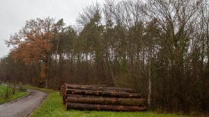 Gemeinderat Löchgau: „Der Wald ist in guten Händen“
