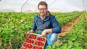 Kirchheim: Süß, saftig: Erste Erdbeeren sind reif