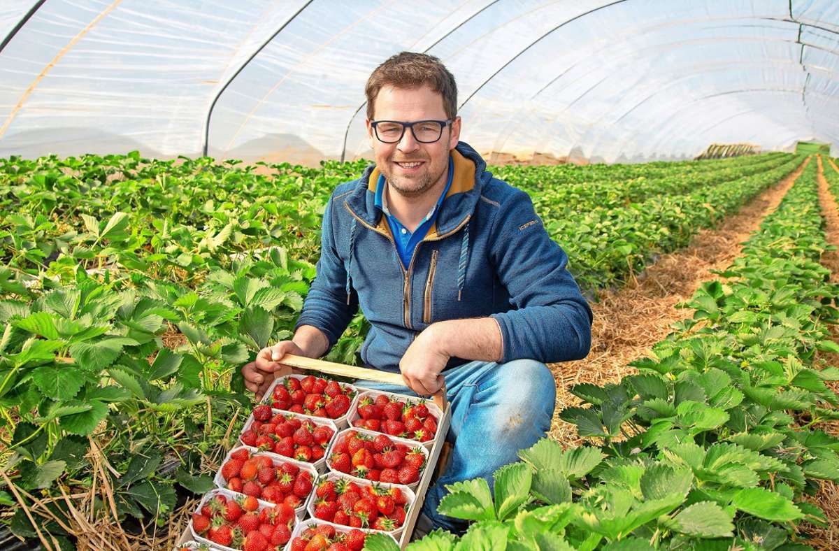 Kirchheim: Süß, saftig: Erste Erdbeeren sind reif