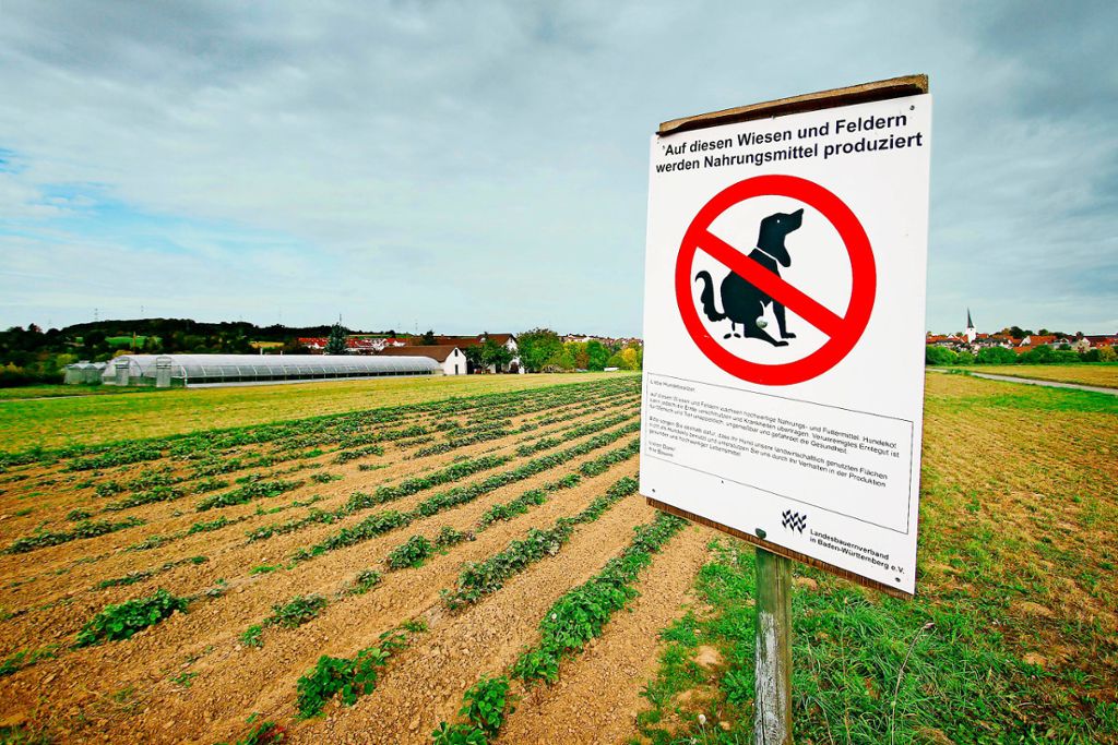 Freiberg: Hundekotbeutel türmen sich zu Plastikbergen auf