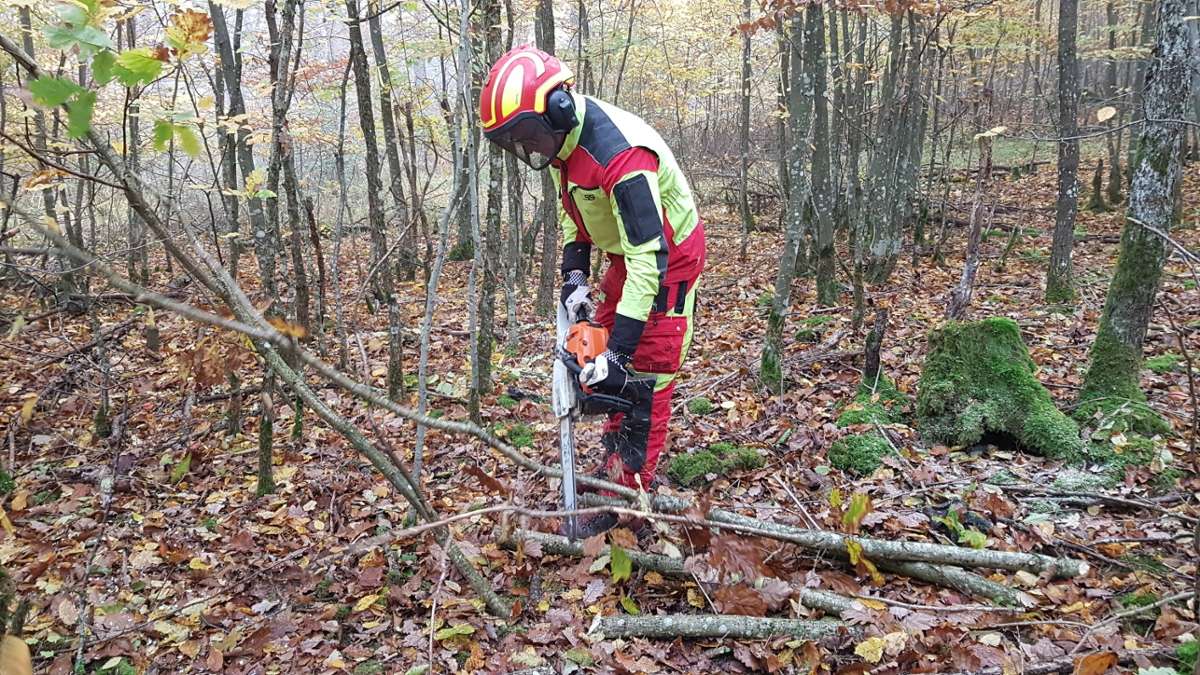 Eichenpflege in Sachsenheim: Weichen für den Wald gestellt