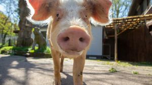 Tierheim Ludwigsburg: Schwein aus Erligheimer Hof geht es besser