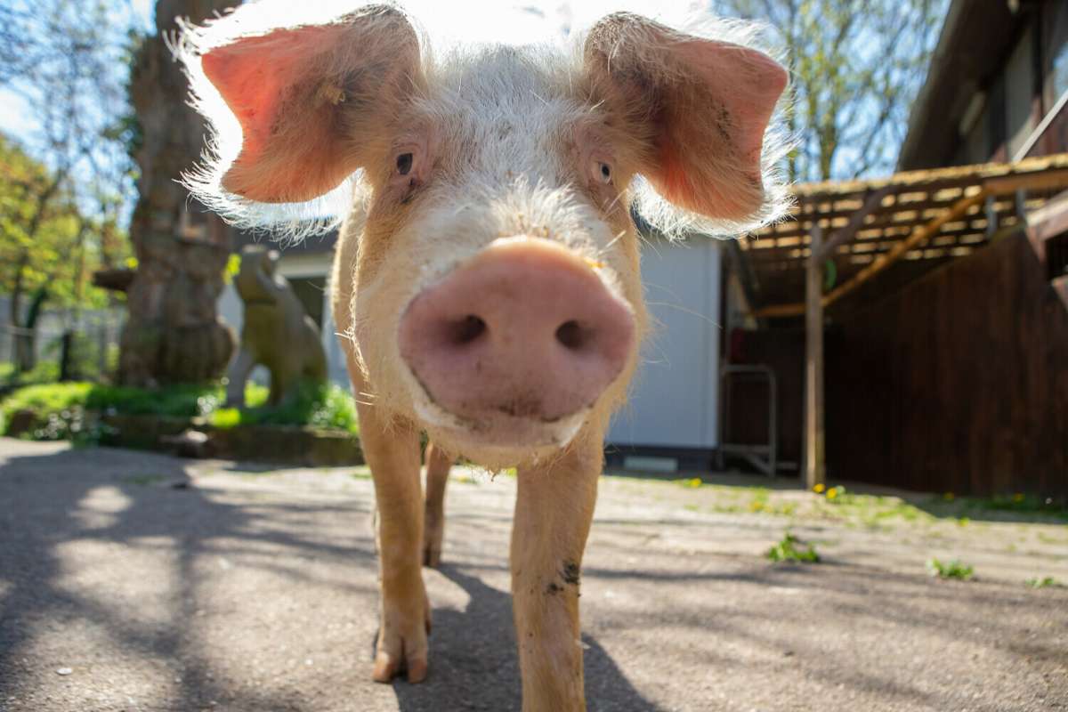 Tierheim Ludwigsburg: Schwein aus Erligheimer Hof geht es besser