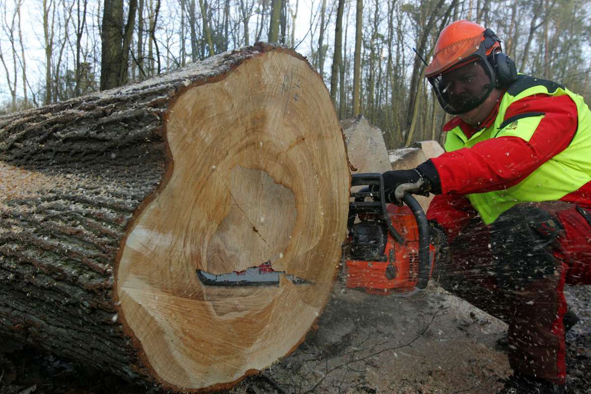 Forstbetriebsplan in Bietigheim-Bissingen beschlossen: Holzverkauf funktioniert auch online