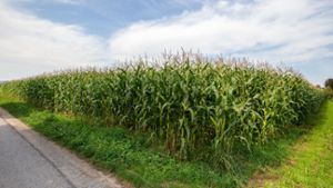 21 Prozent des Ackerlands im Landkreis Ludwigsburg wird für den Maisanbau genutzt. Der Mais auf den Feldern ist jedoch nicht zum Verzehr geeignet. Zuckermais wird im Kreis aber auch angebaut, jedoch kleinflächiger. Beispielsweise von Freilandgärtnereien. ⇥ Foto: Oliver Bürkle