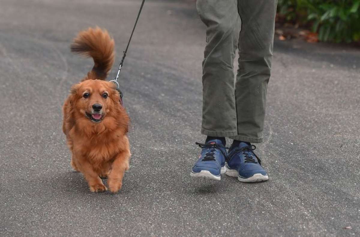Bissinger Hund hat drei neue Freunde: Gassigeher für Hannibal gefunden
