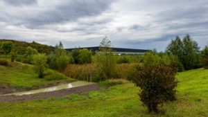 Beim Regenrückhaltebecken, das direkt an das Naturdenkmal „Alte Landebahn“ angrenzt, haben sich Rohrammern und Teichrohrsänger angesiedelt. ⇥