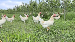 Kreis Ludwigsburg: Vogelgrippe: Wie lange dürfen Hühner noch frei herumlaufen?