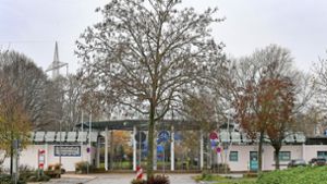 Baumfällarbeiten in Bönnigheim: Eschen sterben am Freibad