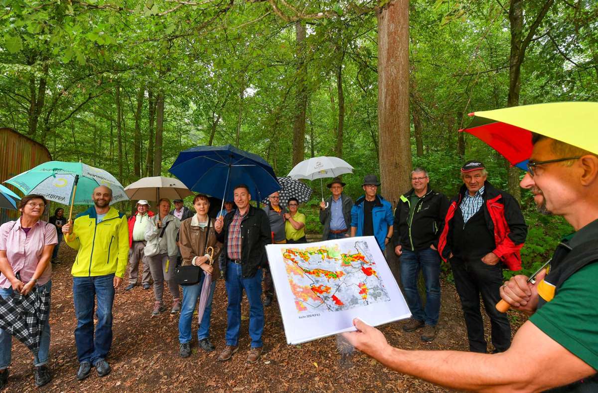 Waldbegehung im Kirbachtal: Klimawandel ist auch im heimischen Wald angekommen