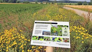 Biodiversität im Kreis Ludwigsburg: Notwendige Fürsorge für Insekten