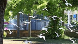 Bietigheim-Bissingen: Gibt es bald ein Taubenhaus?