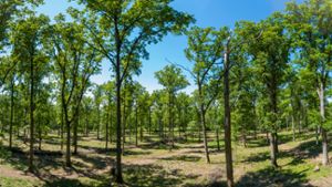 Der Eichenwald im Kleinsachsenheimer Gewann Großholz erhält aktuell eine Verjüngungskur. Das ist viel Arbeit für die Forstarbeiter, ist aber wichtig, um auch in Zukunft einen intakten Wald zu haben.⇥
