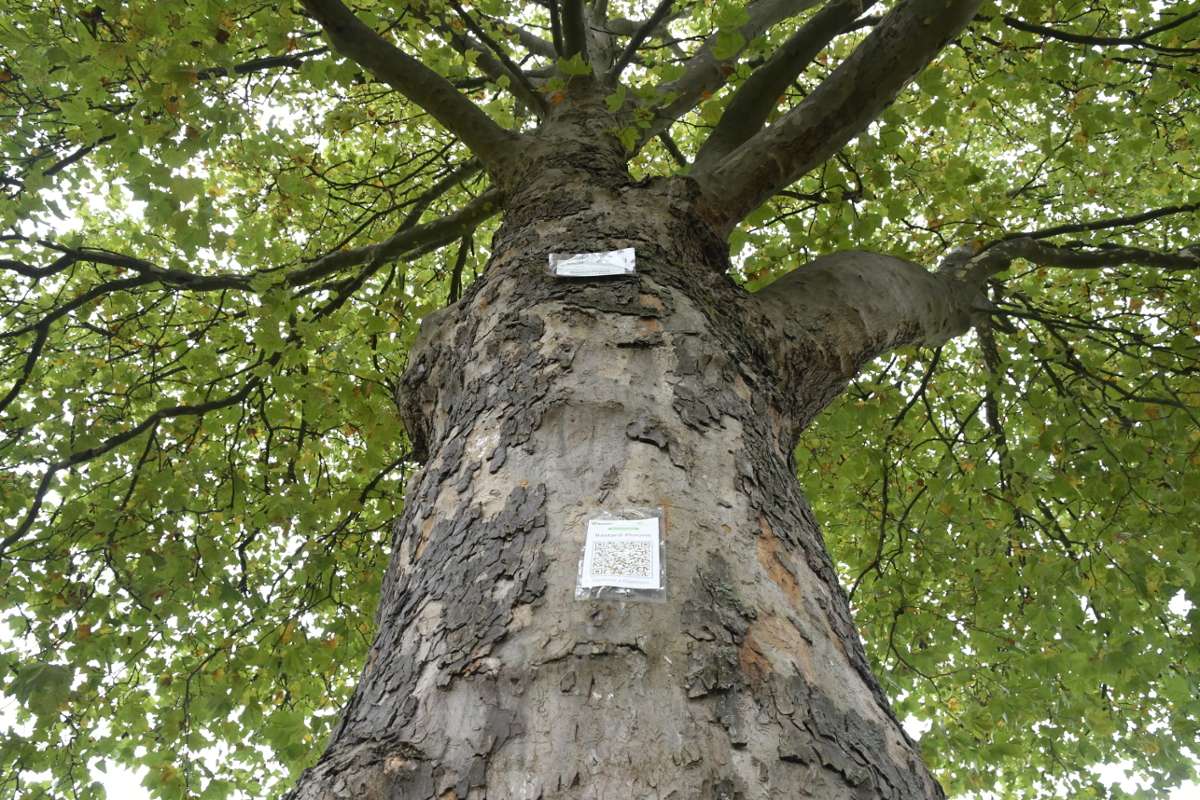 Bietigheimer Baumlehrpfad wird aktualisiert: Baum-Infos jetzt auch aufs Handy
