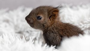 Ronja ist eines der Eichhörnchen, das durch die ehrenamtlichen Helfer der Eichhörnchenhilfe Stuttgart aufgepäppelt wurde, um wieder in der freien Natur zu leben.⇥