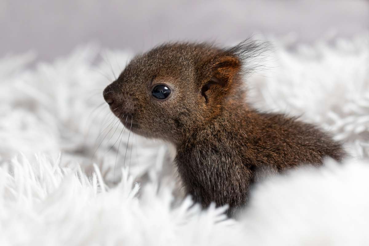 Bietigheim-Bissingerin hilft Eichhörnchen: „Es sind keine niedlichen Haustiere“