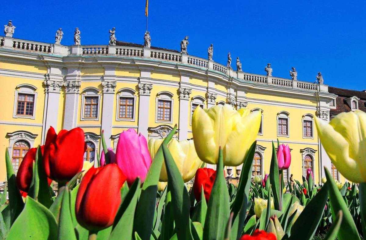 Ludwigsburg: Tulpen, Kaiserkronen und Narzissen