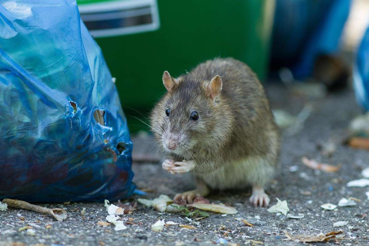 Nagetiere vermehrt im Bürgergarten Bietigheim unterwegs: Mit Boxen und Ködern gegen Ratten