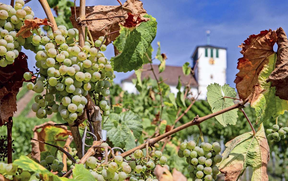 Weinjahrgang 2022: Die Qualität der Trauben lässt hoffen