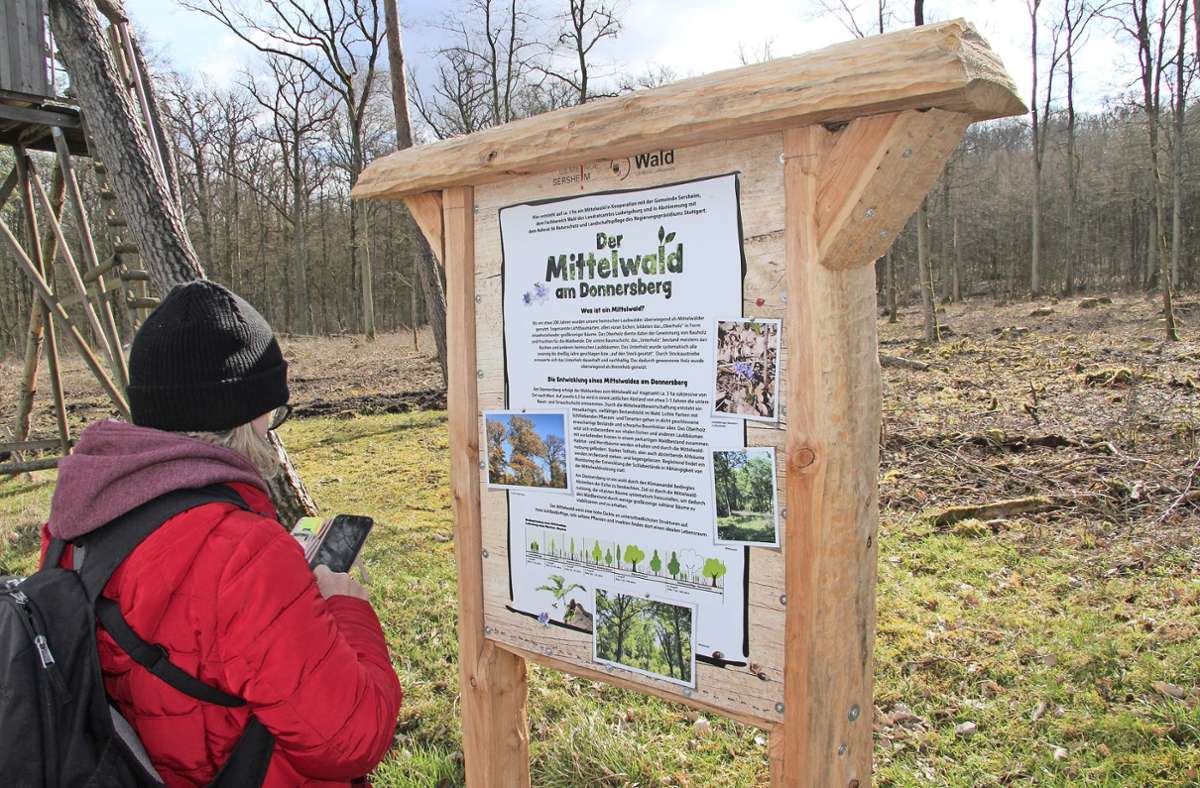 Sersheim: Umwandlung in Mittelwald beginnt