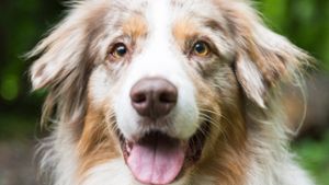 Ingersheimer Hundebesitzer müssen 43 Prozent mehr zahlen: Hundesteuer wird teurer