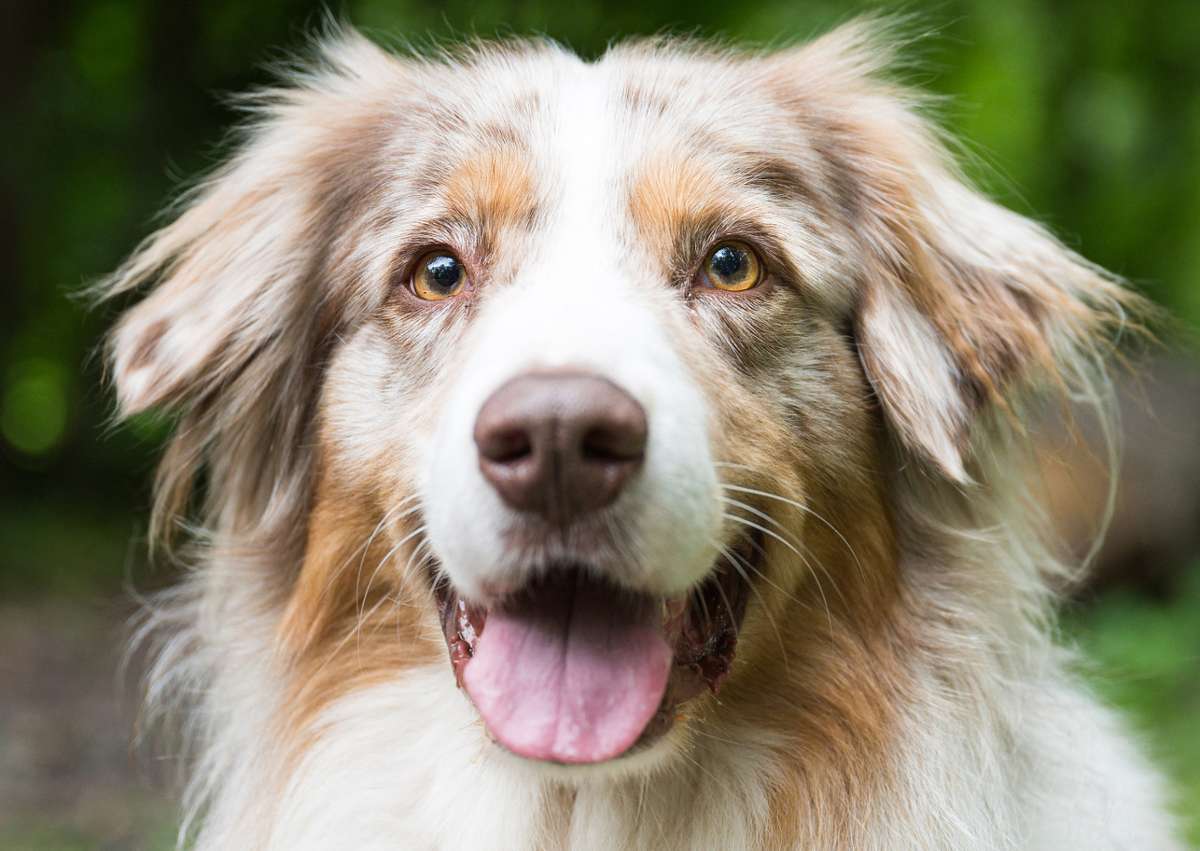 Ingersheimer Hundebesitzer müssen 43 Prozent mehr zahlen: Hundesteuer wird teurer