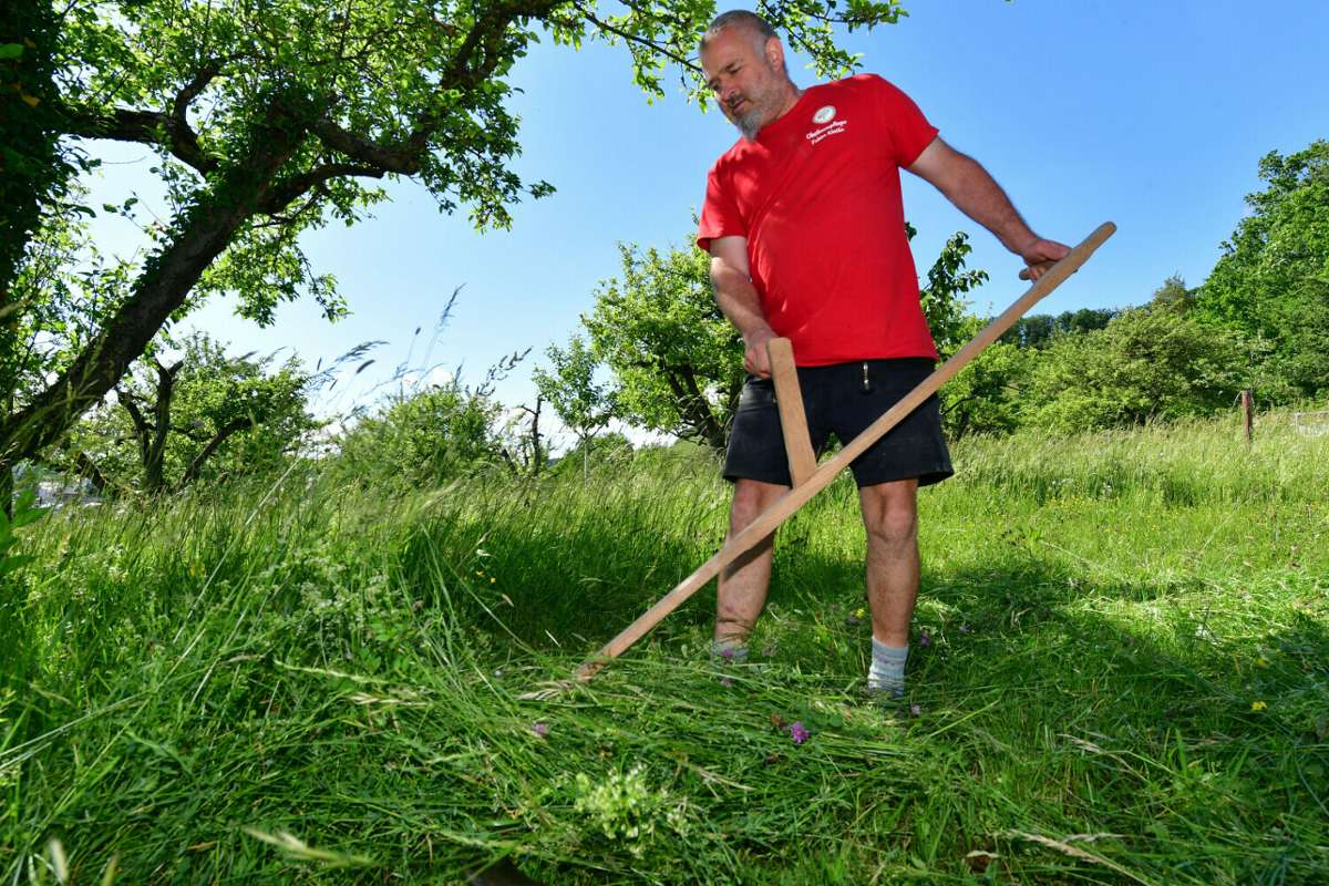Alte Tradition in Sachsenheim wieder entdeckt: Mit elegantem Schwung durch das hohe Gras