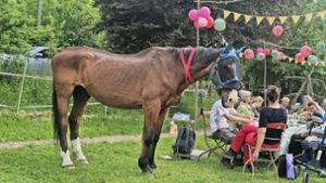Bietigheim-Bissingen: Pferde-Senior   feiert     Geburtstag
