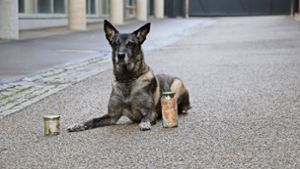 Polizeihündin aus Ludwigsburg: Ein Hund mit dem richtigen Riecher