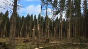 Der Sturm „Sabine“ hat 6500 Festmeter Holz beschädigt im Landkreis. ⇥