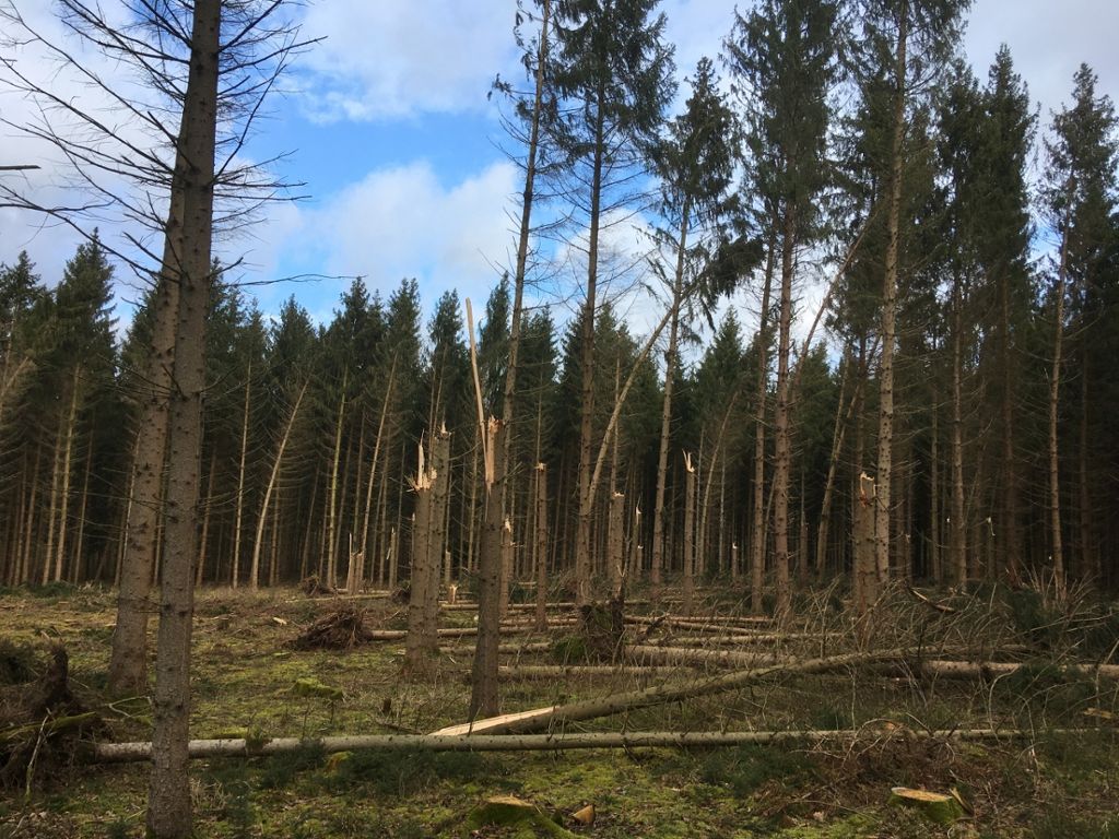 Der Fachbereich Wald sortiert sich neu: Der Forst im Kreis: Zwischen Trockenheit, Sturm und Reform