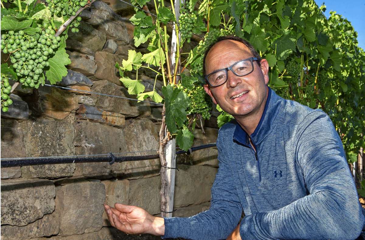 Bewässerung im Weinberg: Jedes Tröpfchen ist kostbar
