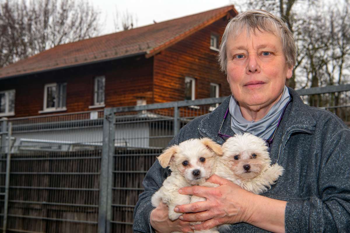 Tiervermittlung im Kreis Ludwigsburg: Tierheime füllen sich langsam