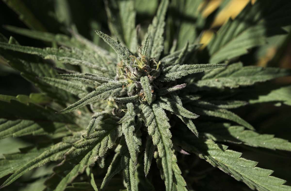 Nach Kontrolle auf der A81: Polizei findet kleine Marihuana-Plantage