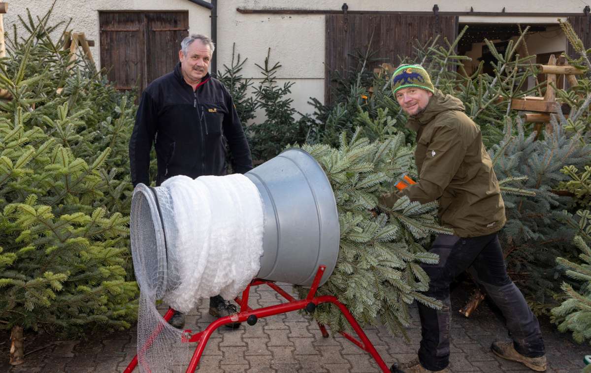 Auf dem Löchgauer Weißenhof werden seit mehr 40 Jahre Weihnachtsbäume verkauft: Bäume wachsen bis zu zwölf Jahre