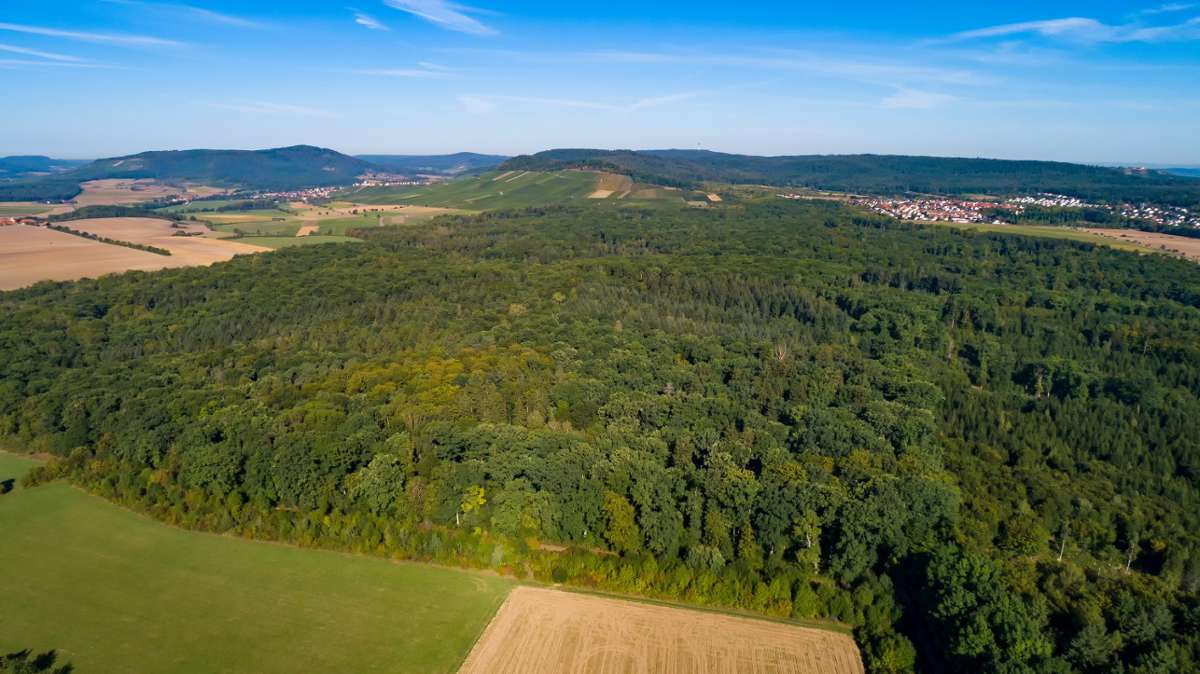 „Deutschen Waldtage 2020“ auch im Kreis: In Sorge um den Wald