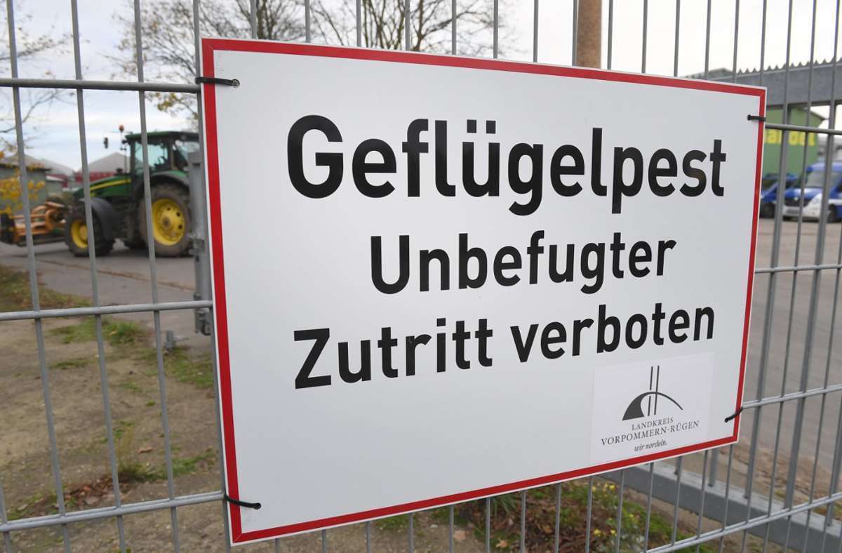 Vogelgrippe im Kreis Ludwigsburg: Geflügelpest in Oberriexingen wohl Einzelfall