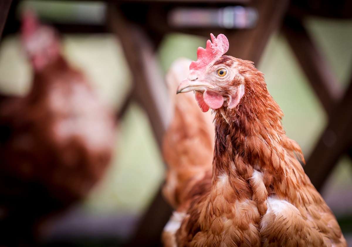 In Hessigheim wurden Enten und Hühner gestohlen: Erneut Tiere geköpft