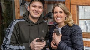 Das Ehepaar Tobias und Nina Bögner kümmert sich ehrenamtlich um Bietigheims Tauben. Zuhause haben sie sogar eine kleine Vogelvoliere, in der sie die Tiere aufpäppeln. ⇥