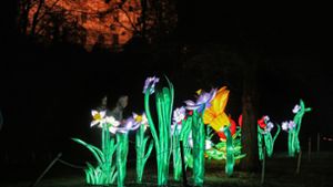 Blühendes Barock in Ludwigsburg: Im Blüba leuchten die Blumen nachts