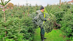 Kreis Ludwigsburg: Weihnachtsbäume: Verkauf startet demnächst