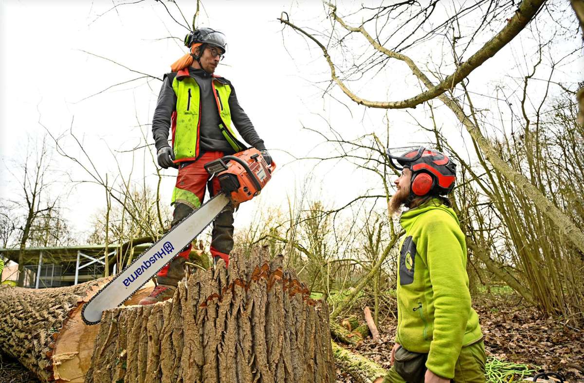 Bietigheim-Bissingen: Bäume an der Enz werden gefällt