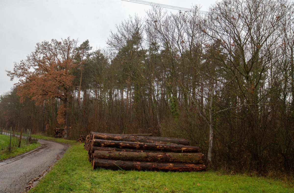 Gemeinderat Löchgau: „Der Wald ist in guten Händen“