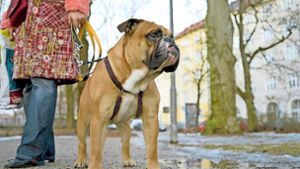 Bietigheim-Bissingen: Hundehalter immer wieder  im Fokus