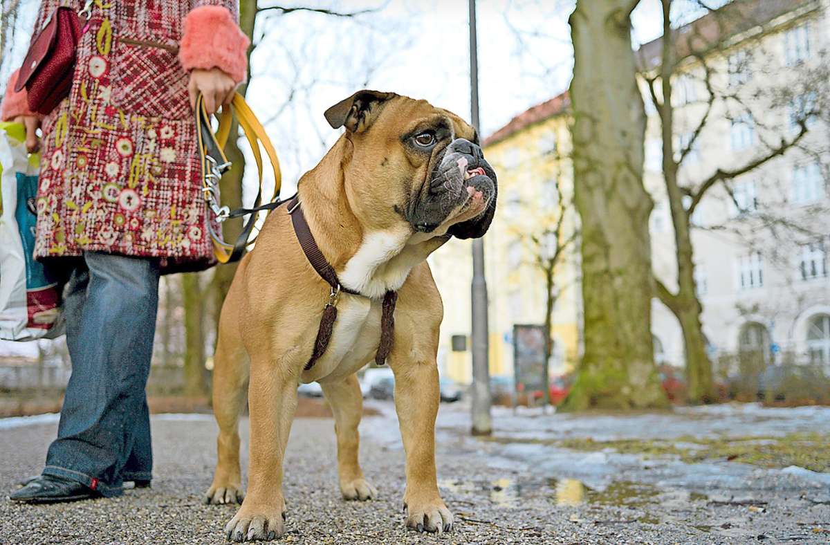 Bietigheim-Bissingen: Hundehalter immer wieder  im Fokus