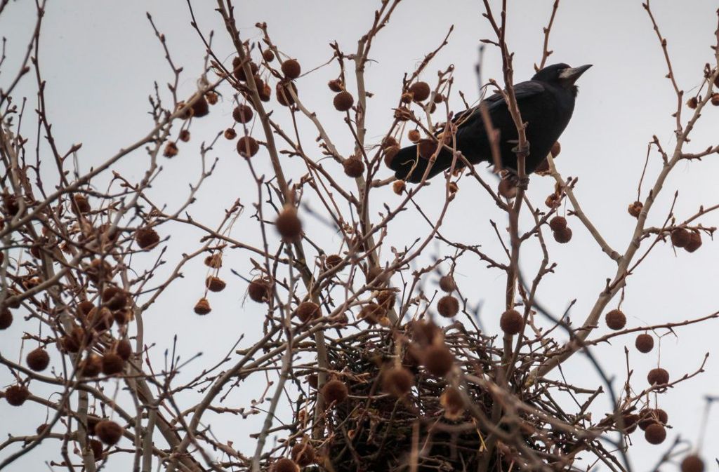 Nest in der Bönnigheimer Karlsstraße: Saatkrähen brüten erstmals in der Stadt