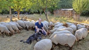Der Ingersheimer Schafzüchter Marcel Eggert inmitten seiner Schafe. Foto: /Oliver Bürkle